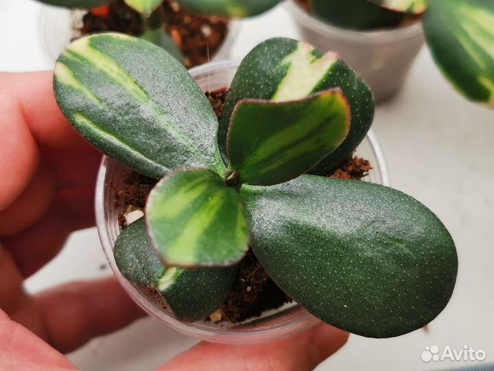 Crassula Solana