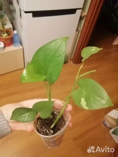 Сциндапсусы