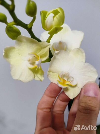 Орхидея фаленопсис Голден Стори