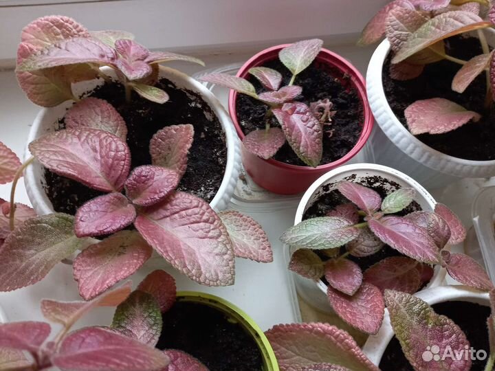 Продам цветы комнатные