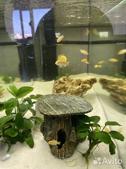 Лабидохромис еллоу