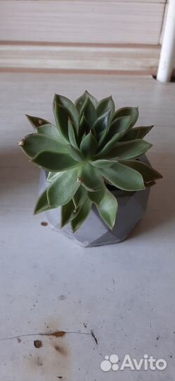 Суккуленты