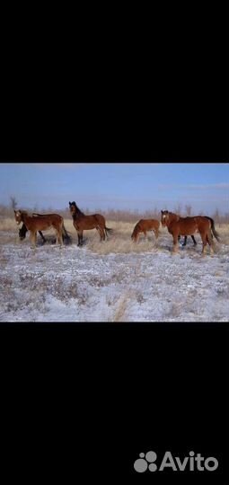 Жеребцы и кобылы