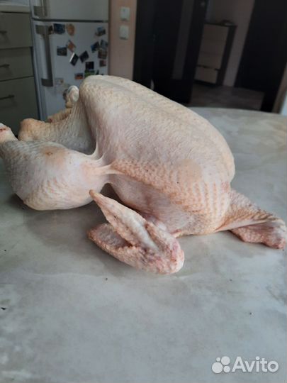 Домашние куры бройлеры мясо