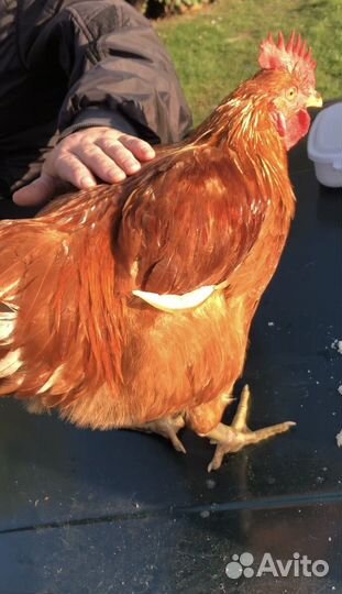 Петух породистый