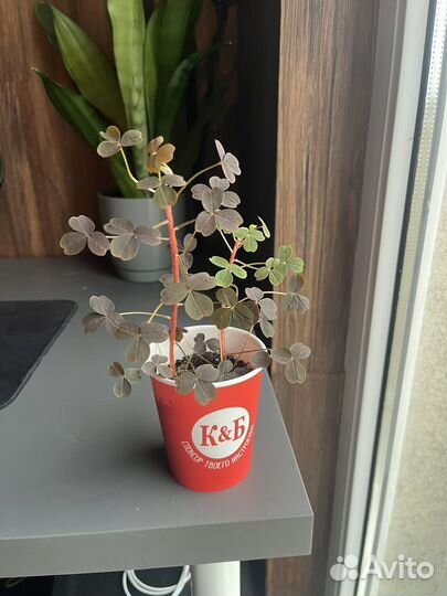 Оксалис вулканический бургунди