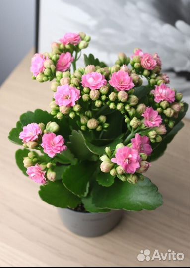Каланхоэ цветущий