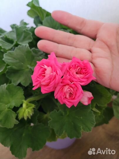 Пеларгония герань