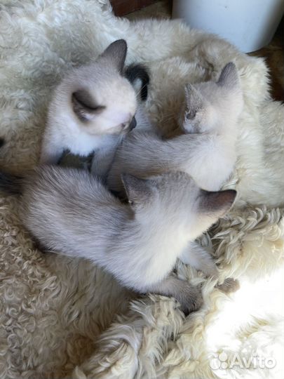 Тайские котята