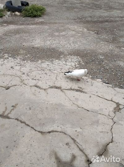 Продам голубя