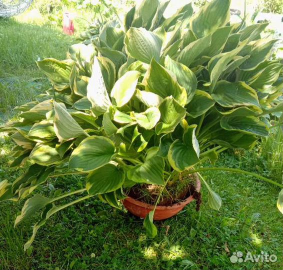 Хоста (огромный куст)