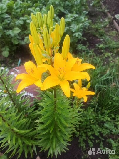 Лилии на срез