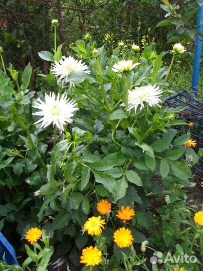 Букет георгины