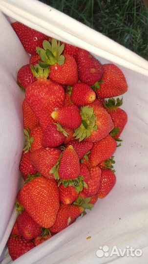 Саженцы Клубники Кассета Копанка