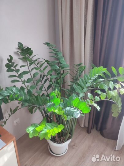 Замиокулькас