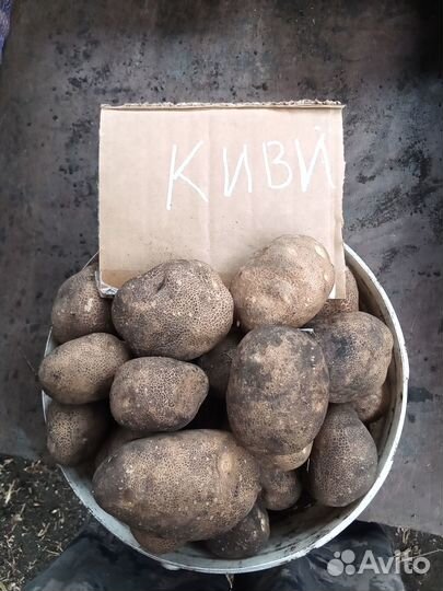 Картофель домашний