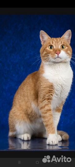 Рыжий Кот