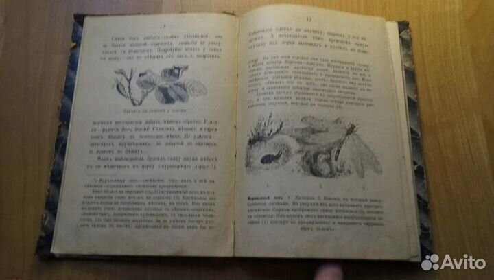 Книга про пауков паук до 1917 год