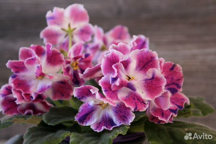 Фиалка рм Наталия- детки