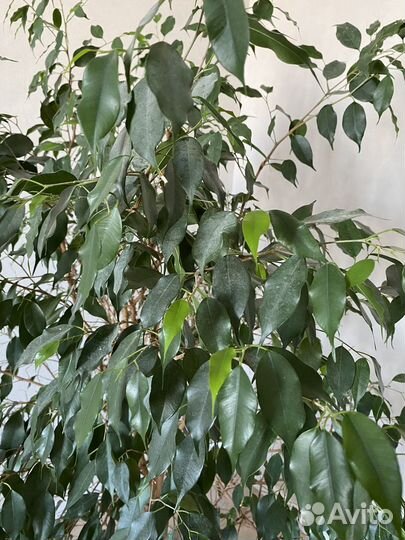 Фикус бенджамина