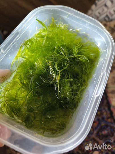 Роголистник прополка