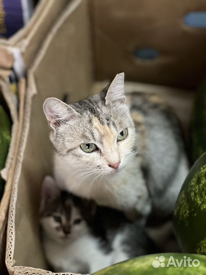 Трехцветная кошка миниатюрная