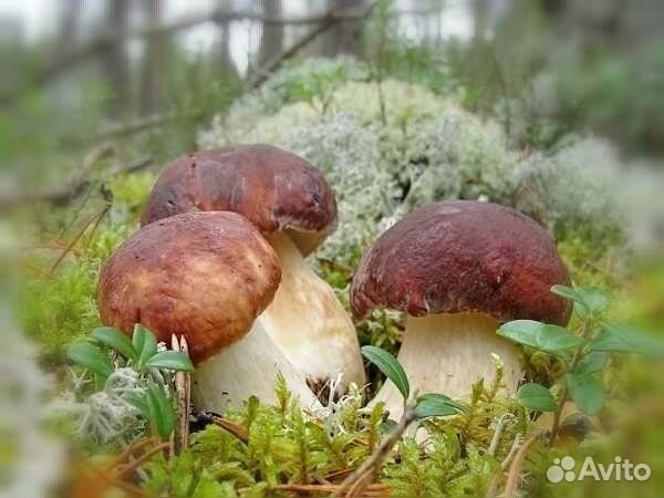 Грибы белые сушеные Алтай 2023 молотый, мёд, орехи