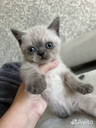 Шотладские котята