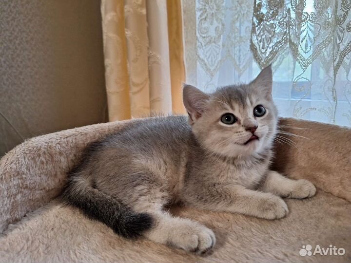 Британские котята шиншилла