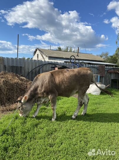 Телка 1 год 1 месяц