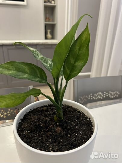 Аглаонема Мария