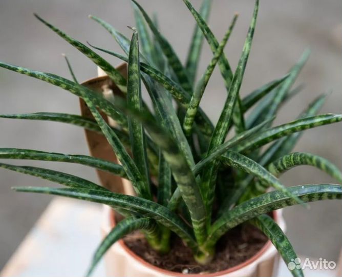 Комнатные растения цветы