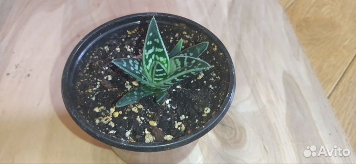 Гастералоэ авео (Gasteraloe)