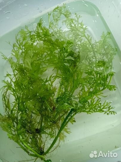 Растение в аквариумное