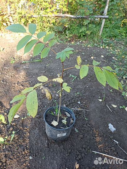 Маньчжурский орех