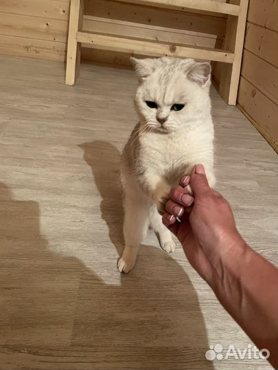 Отдам котика