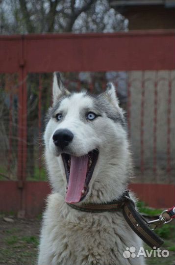Собаки бесплатно хаски