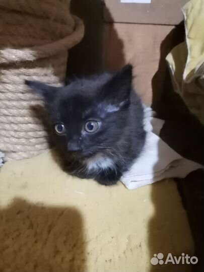 Кошечка малышка 1,5 мес