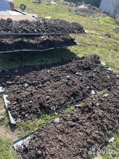 Вытопка мирва