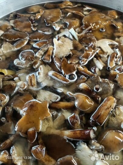 Грибы маринованные опята 2023года