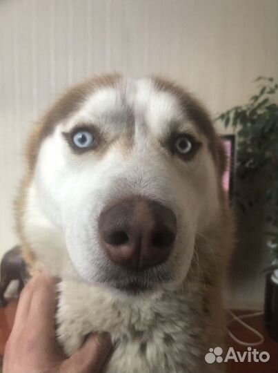 Сибирский хаски Кобель Вязка