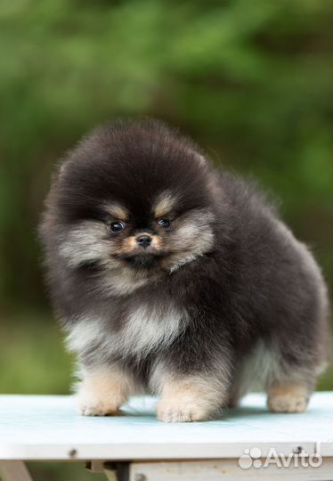 Померанский шпиц