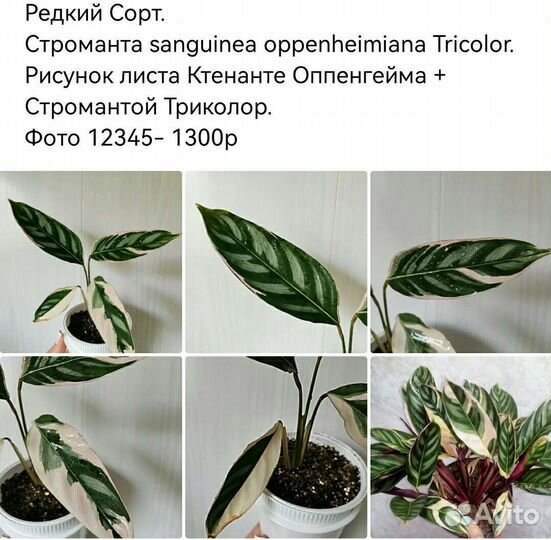 Эпипремнум пиннатумbaltic blue фикус