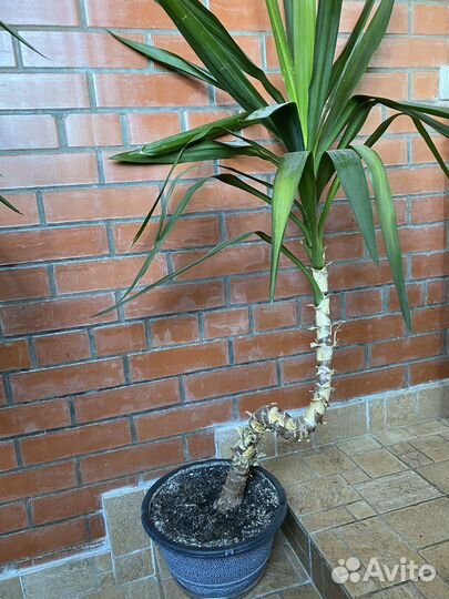 Юкка комнатная