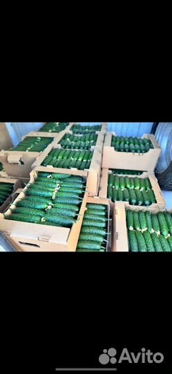 Помидоры и огурцы