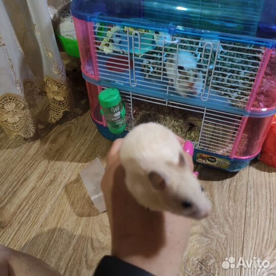 Сирийский хомяк