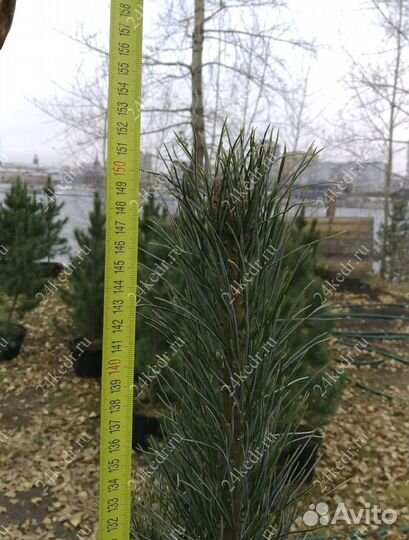 Саженцы кедра от производителя экстра класс