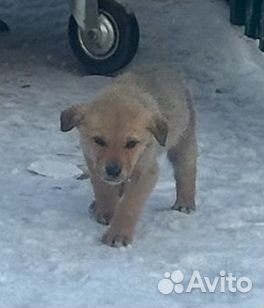 Щенки в добрые руки