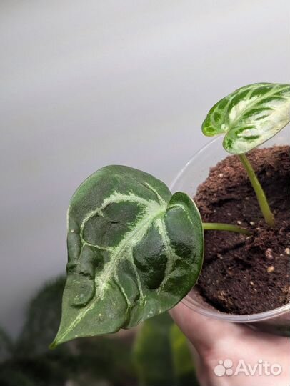 Антуриум Сильвер Блаш (отросток)