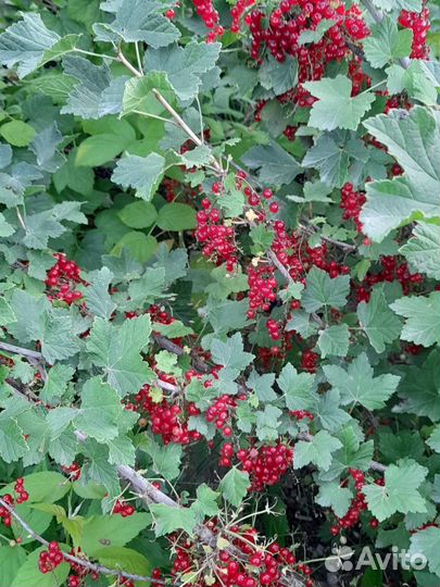 Продам ягоду смородину
